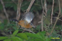 Ferruginous Antbird