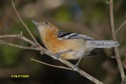 Large-billed Antwren