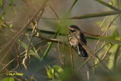 White-fringed Antwren