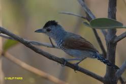 Rufous-winged Antshrike