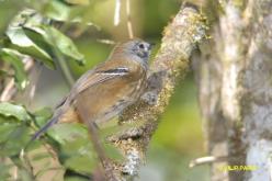 Variable Antshrike
