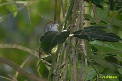 Plain Antvireo