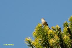 Araucaria Tit-Spinetail