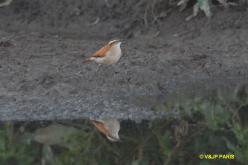 Wing-banded Hornero