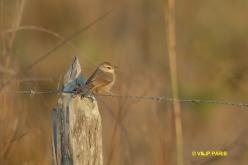 Rufous-fronted Thornbird
