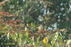 Greater Thornbird