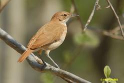 Rufous Hornero
