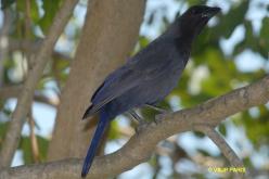 Purplish Jay