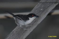 Great Antshrike