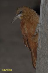 Great Rufous Woodcreeper