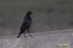 Giant Cowbird