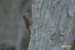 Red-billed Scythebill