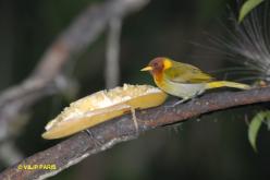 Rufous-headed Tanager