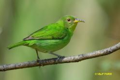 Green Honeycreeper