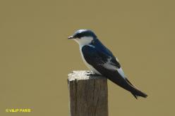 White-winged Swallow