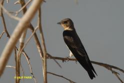 Southern Rough-winged Swallow