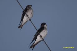 Gray-breasted Martin