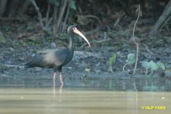 Ibis à face nue
