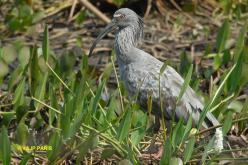 Ibis plombé