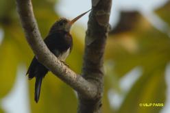 Jacamar brun
