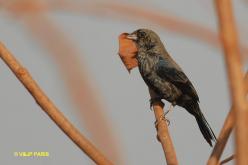 Blue-black Grassquit