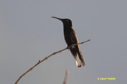 Colibri demi-deuil