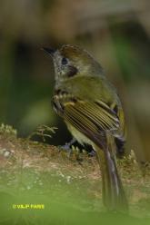 Sepia-capped Flycatcher