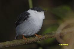 White-bearded Manakin