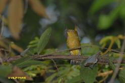 Band-tailed Manakin