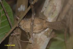 Spotted Bamboowren