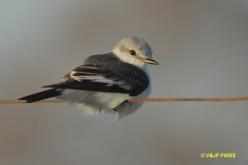 White-rumped Monjita