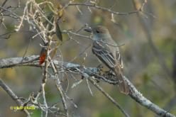 Brown-crested Flycatcher