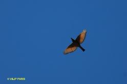 Cliff Flycatcher