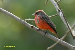 Vermilion Flycatcher