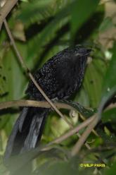 Large-tailed Antshrike