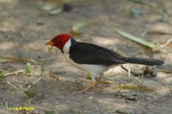 Yellow-billed Cardinal