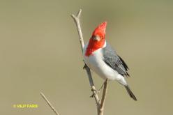 Red-crested Cardinal