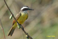 Lesser Kiskadee