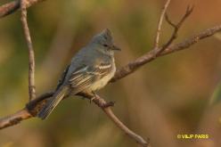 Lesser Elaenia