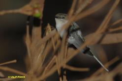 Colibri aux huppes d'or
