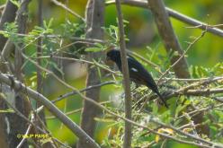 Chestnut-bellied Seed-Finch
