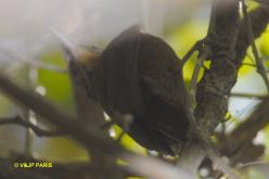 Straight-billed Woodcreeper