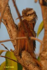 Narrow-billed Woodcreeper