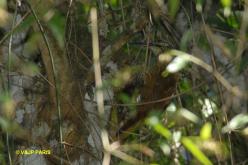 White-throated Woodcreeper