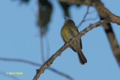 Large-headed Flatbill