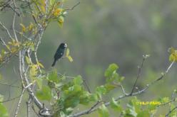 Great-billed Seed-Finch