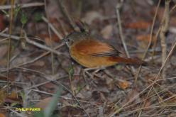 White-lored Spinetail