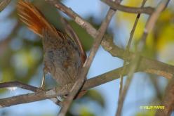 Rusty-backed Spinetail