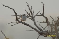 White-banded Tanager