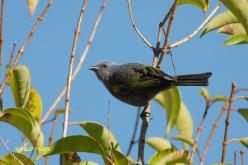 Golden-chevroned Tanager